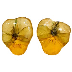 Ørestuds med ekte stemorsblomst