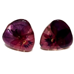 Ørestuds med ekte stemorsblomst